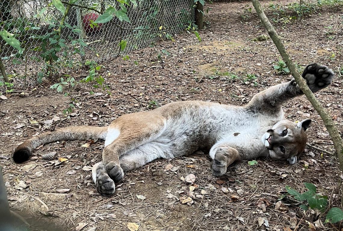 Beau the cougar was born wild and named for the Washington state wildlife officer who rescued him in 2019. Lacking skills needed to survive in the wild, he settled at Carolina Tiger Rescue near Pittsboro, where he enjoys lounging on a high platform in the shade.