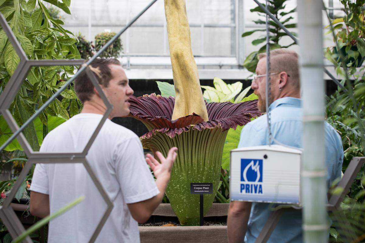 The owner of Lupin the corpse flower, Brandon Huber, speaks to visitors at the NC State Plant Conservatory about how it functions on Friday, August 2, 2019.