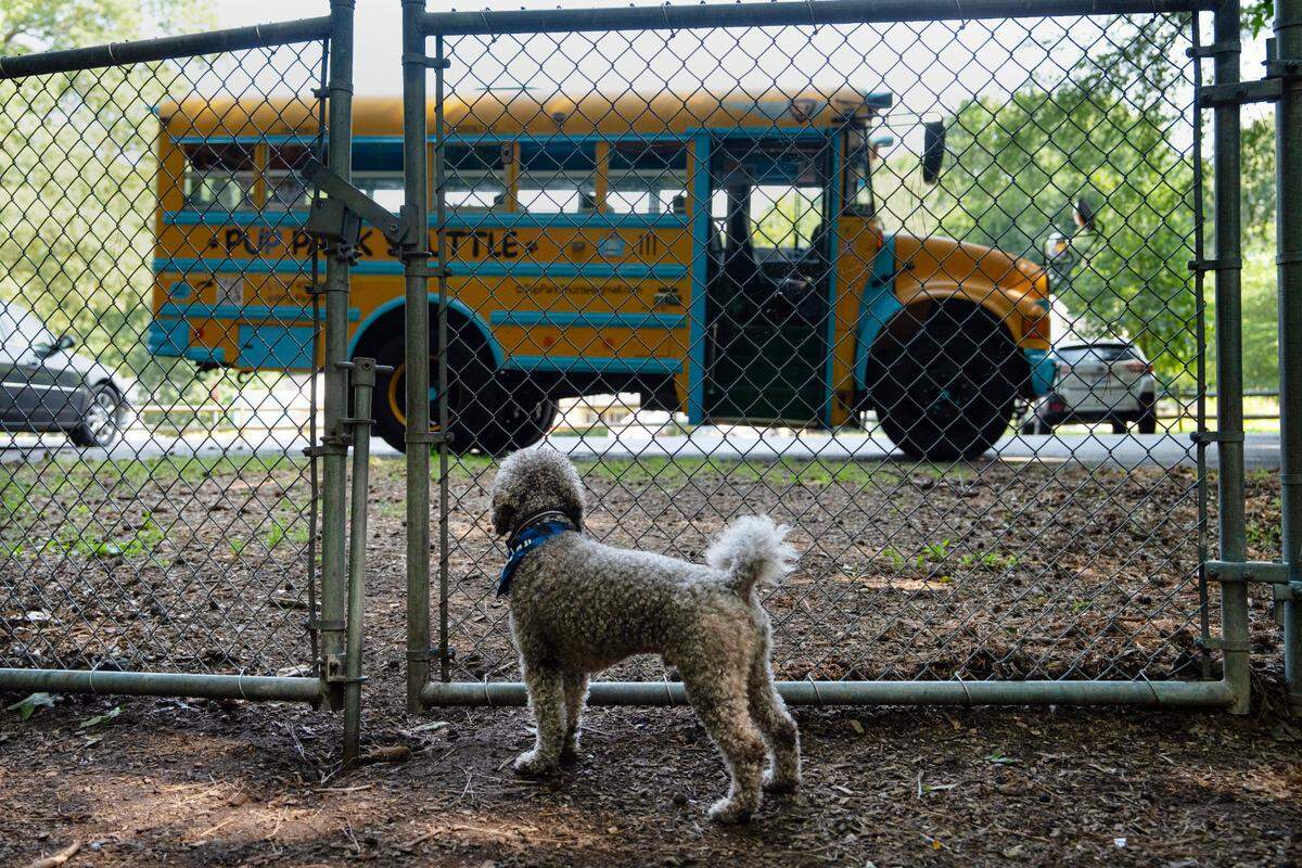 A dog waits for the rest of the pack to get off the bus at Raleigh Carolina Pines Park on Wednesday, June 4, 2025.