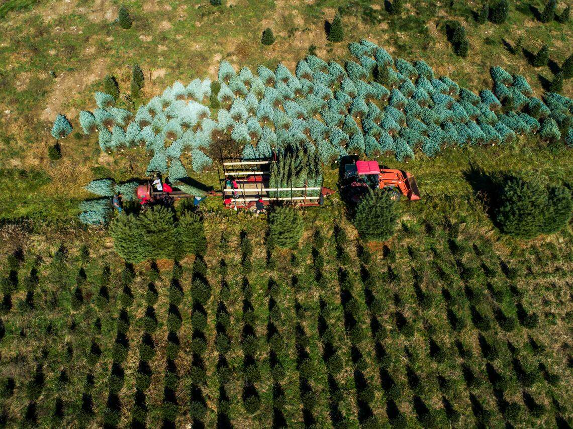 With fakes languishing in some ports, demand grows for NC’s fresh-cut Christmas trees