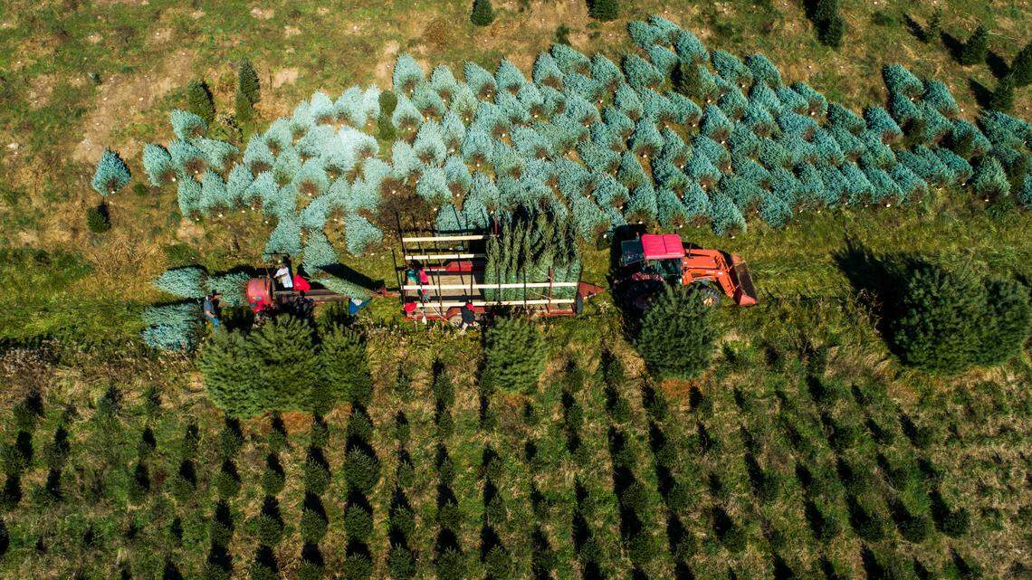 With fakes languishing in some ports, demand grows for NC’s fresh-cut Christmas trees