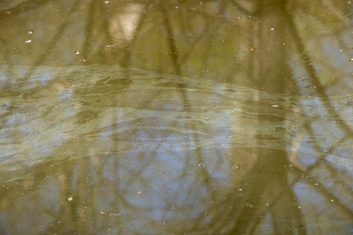 Pollen collects on the surface of creek at the West Point on the Eno City Park, on Tuesday, Apr. 6, 2021, in Durham, N.C.