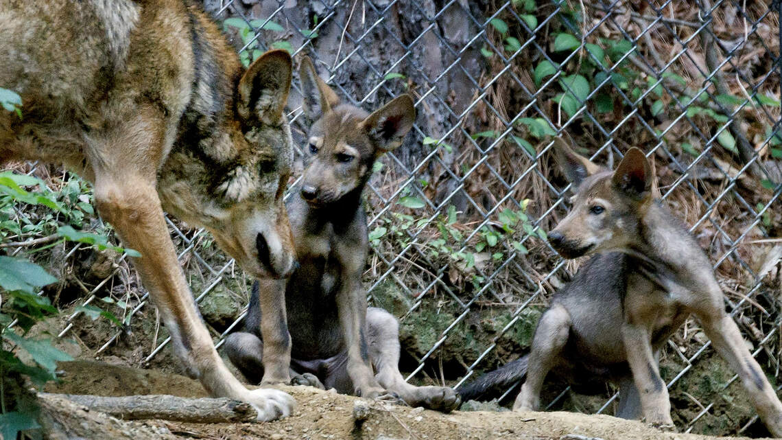 Calling wildlife lovers: New NC license plate could help this endangered animal
