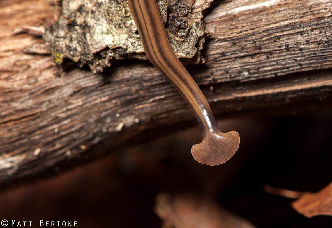 Bipalium kewense, a species of flatworm in North Carolina.