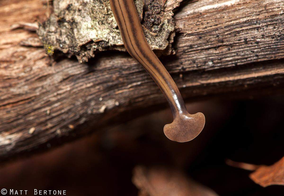 Bipalium kewense, a species of flatworm in North Carolina.