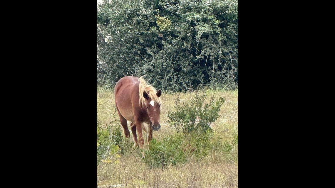 This wild horse was struck by a vehicle in the Corolla area and she got up and walked away, the Corolla Wild Horse Fund reports. It is believed she did not suffer lasting injuries.