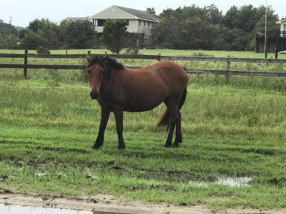 One of the wild mustangs part of the Corolla Wild Horse Herd on the North Carolina Outer Banks after Hurricane Florence.