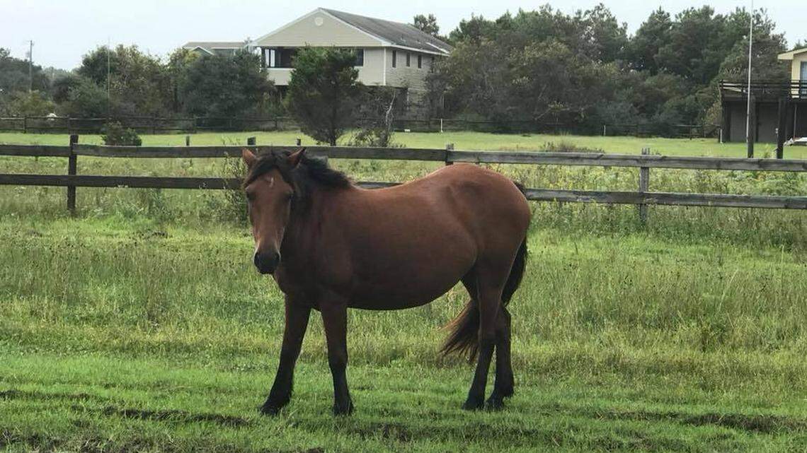 One of the wild mustangs part of the Corolla Wild Horse Herd on the North Carolina Outer Banks after Hurricane Florence.