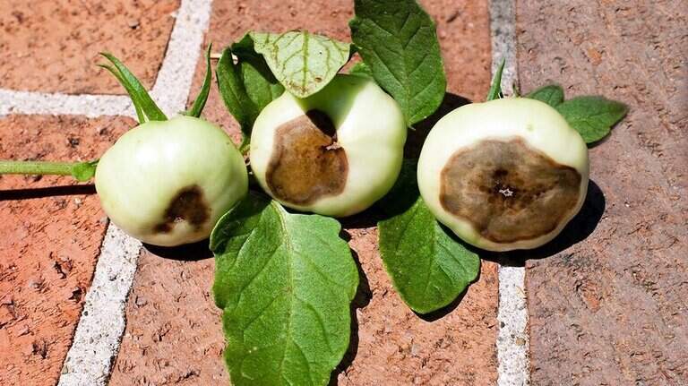 Gardening: How to identify, prevent diseases with advice from plant pathology expert