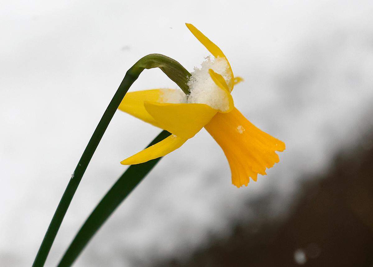 Fallen snow gathers on a daffodil bloom in Durham, N.C. on Wednesday, Feb. 19, 2025.