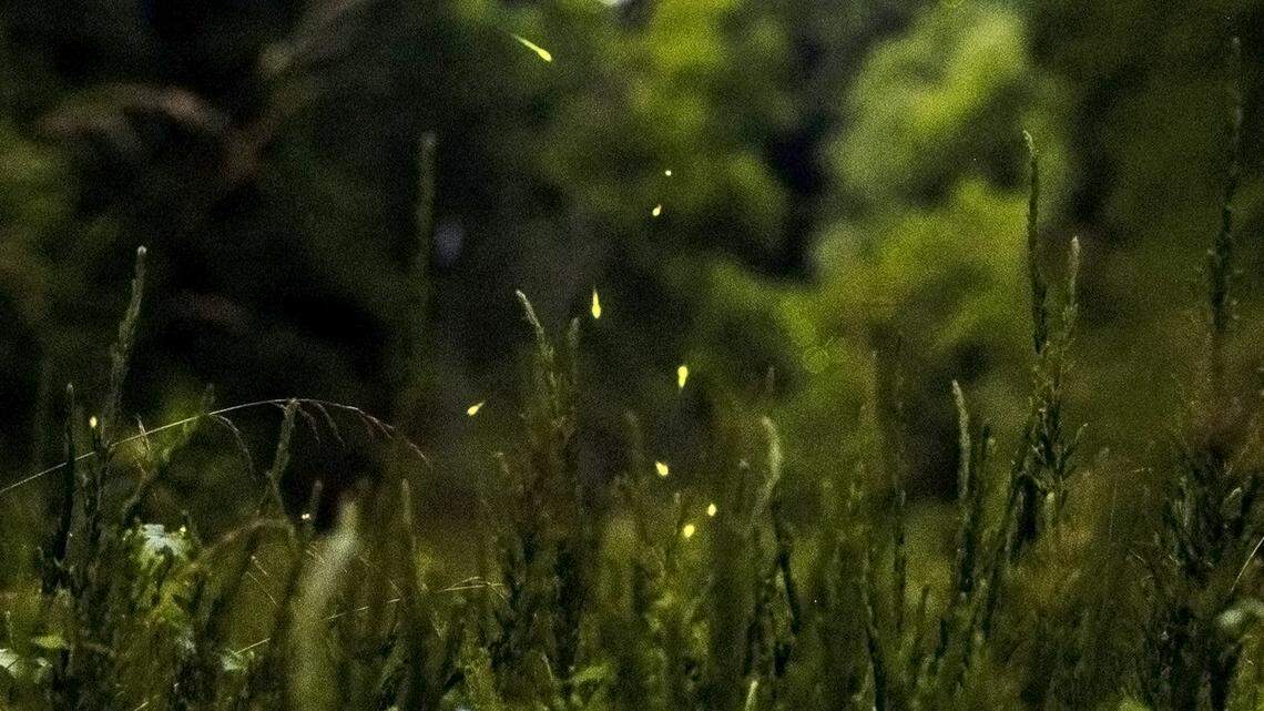 It’s lit: A trip to Raleigh’s top firefly spot, a hidden haven for insect love