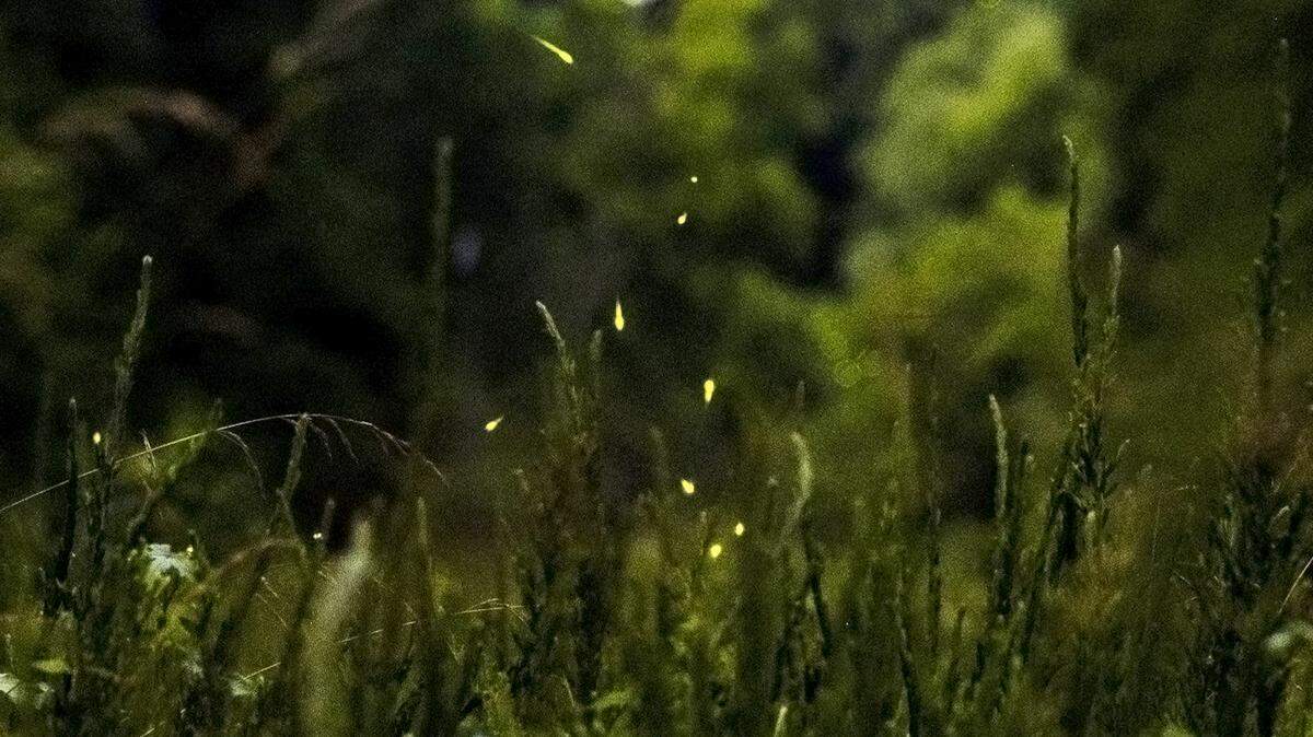 Fireflies are in abundance on a section of sewer easement on the the Crabtree Creek Greenway Trail in Raleigh on Wednesday evening, June 5, 2024.