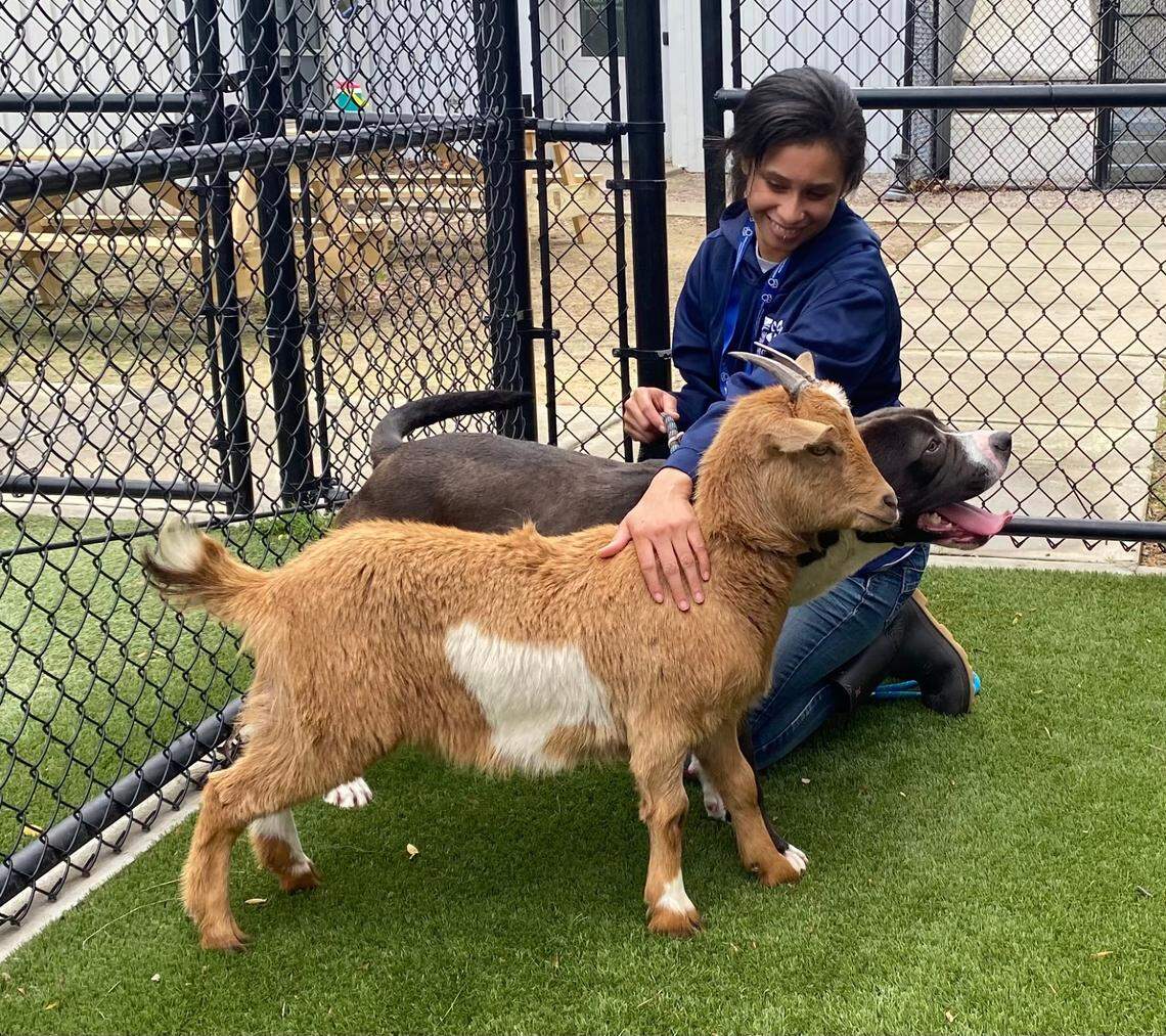 Cinnamon and Felix are currently being cared for at the Wake County Animal Center.