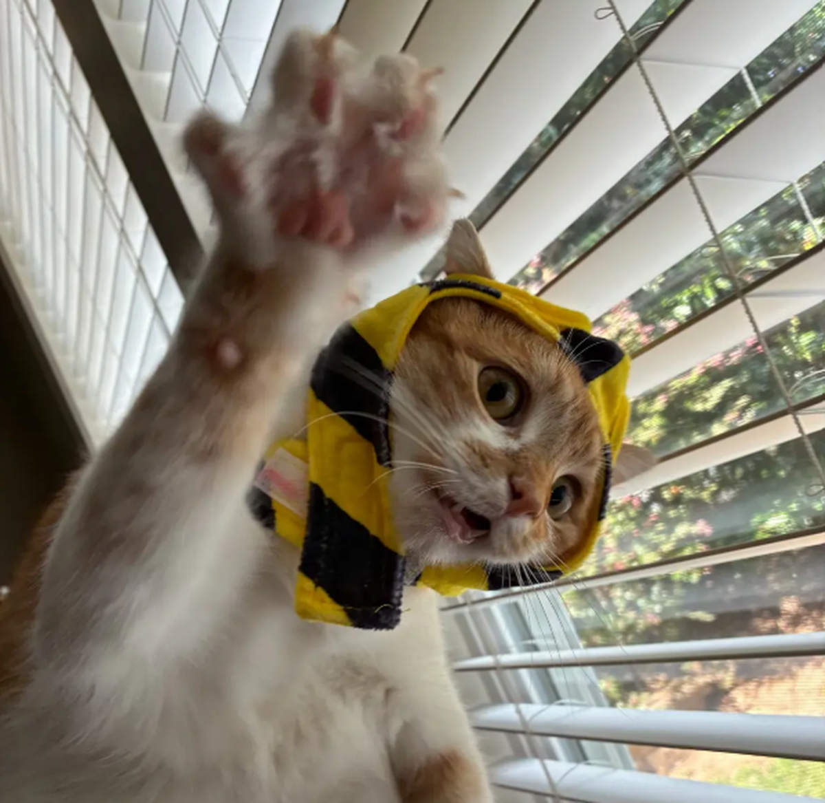 Marmalade, the winner of The News & Observer’s cutest cat contest.