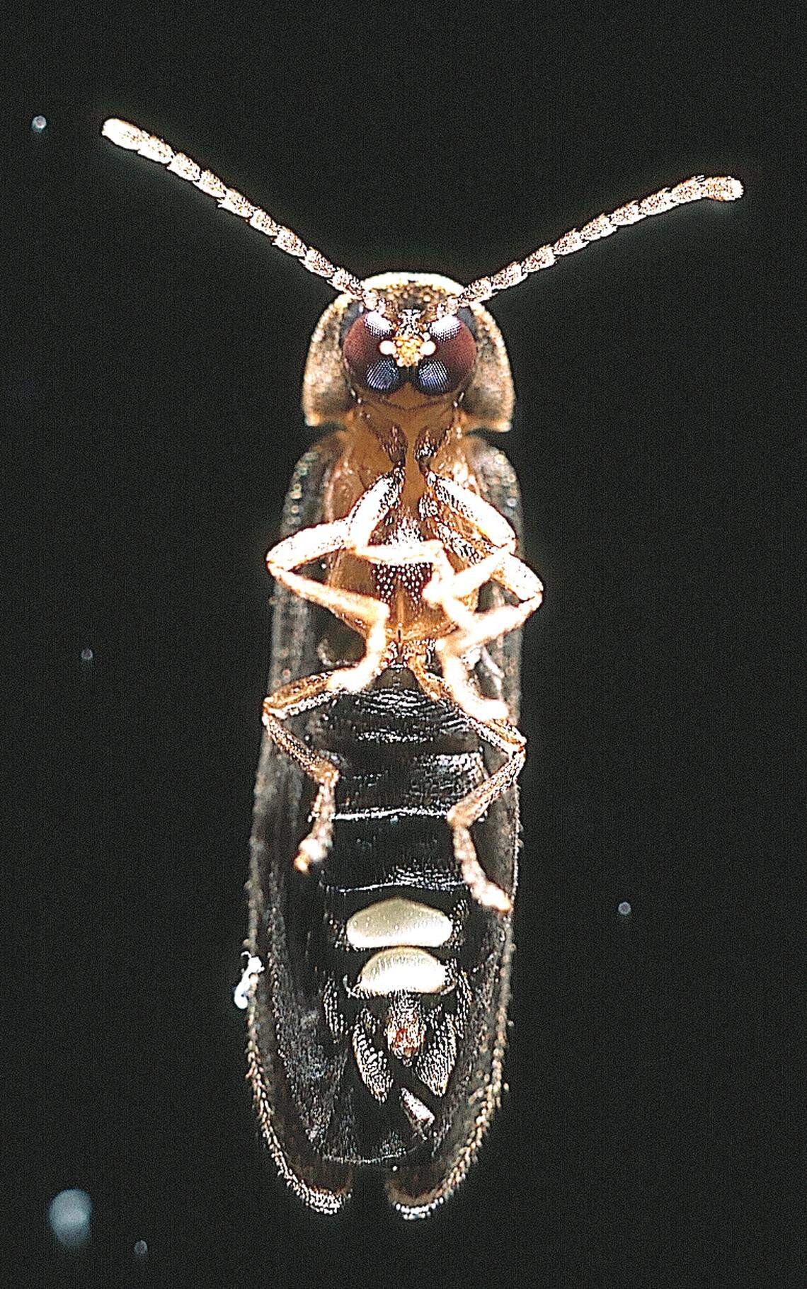 A male blue ghost firefly emits an ethereal blue light for up to a minute at a time while it’s looking for a mate.