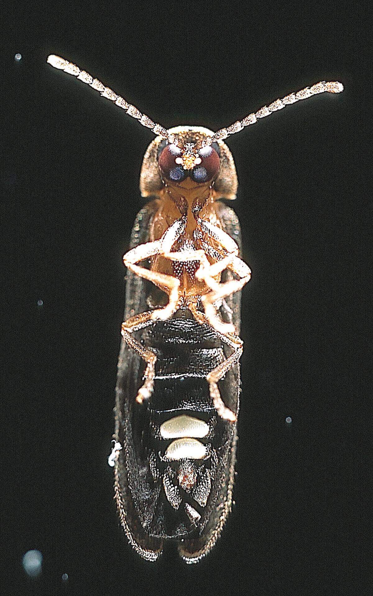 A male blue ghost firefly emits an ethereal blue light for up to a minute at a time while it’s looking for a mate.