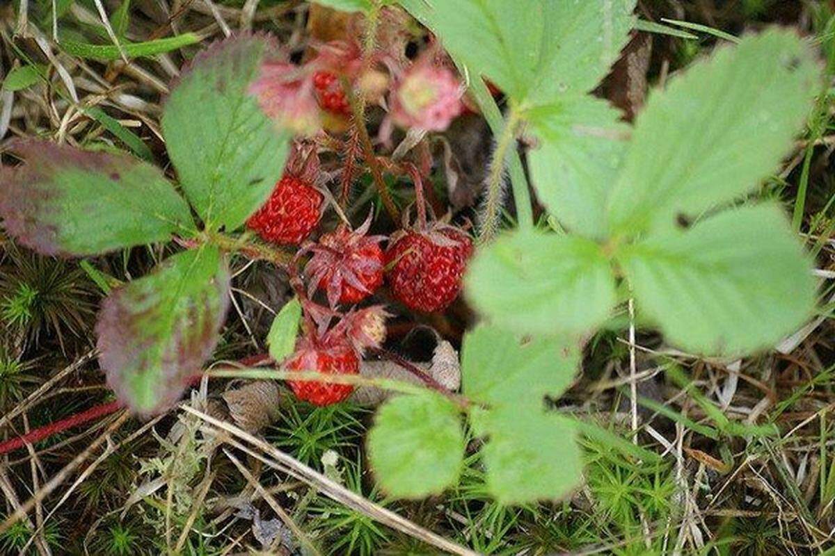 The full moon is June is called the Strawberry Moon by some Native American tribes, because its appearance coincided with the ripening of wild strawberries.