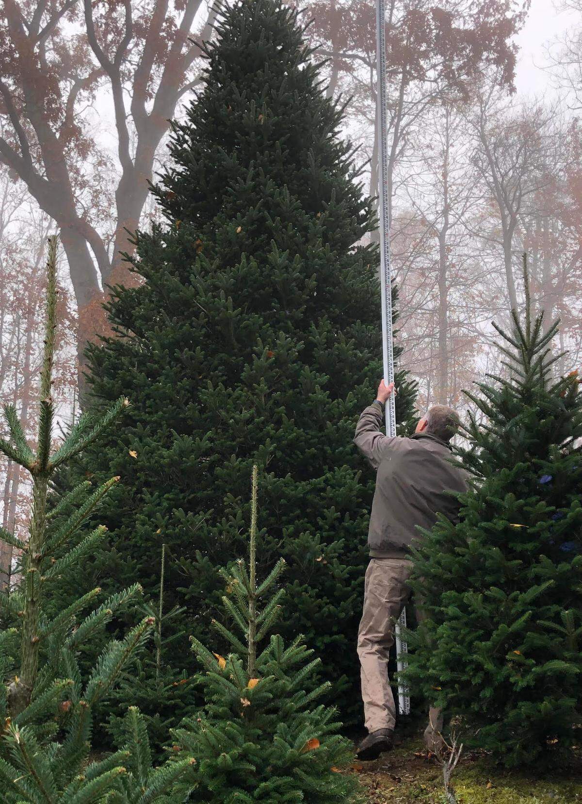 Jim Cartner of Cartner’s Christmas Tree Farm in Newland measures a Fraser fir Monday morning to see if it’s big enough to fill the Blue Room of the White House. This marks the 16th time a North Carolina tree has stood in the White House since the tradition started n 1966.