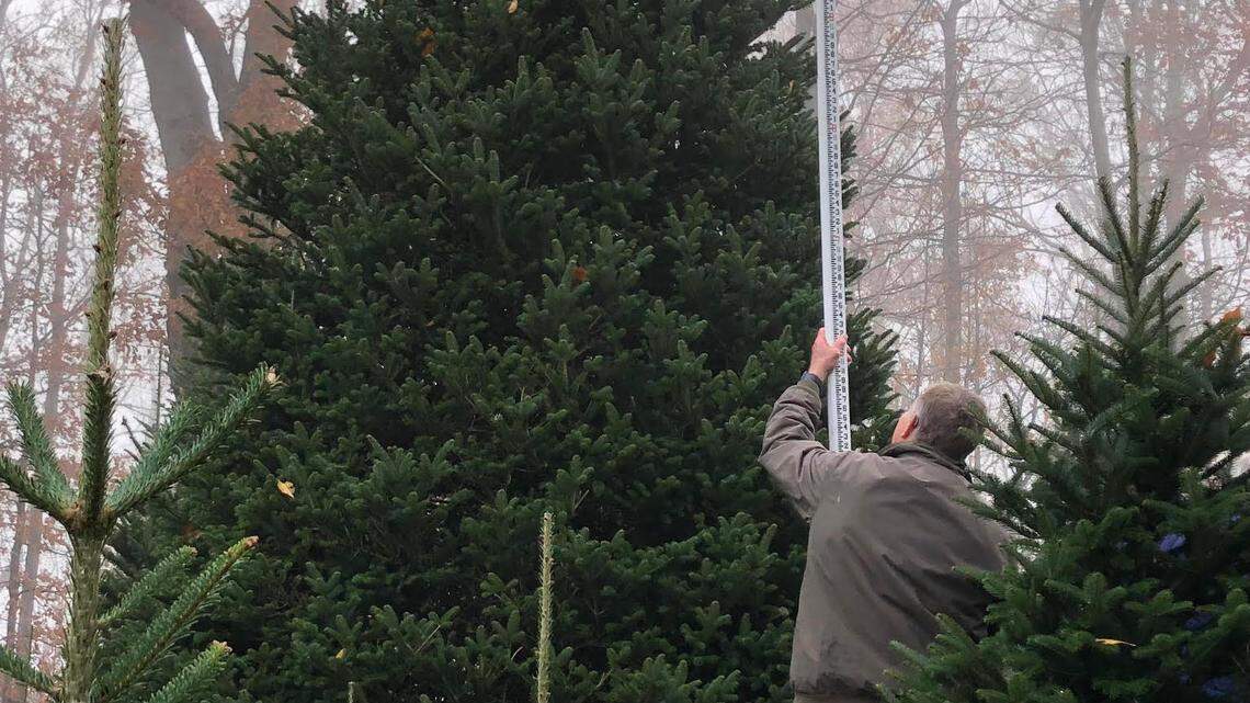 Western NC sends a Christmas tree to the White House, with thanks to the American people