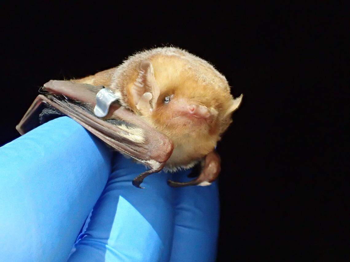 An Eastern Red bat photographed during a study in Croatan National Forest.