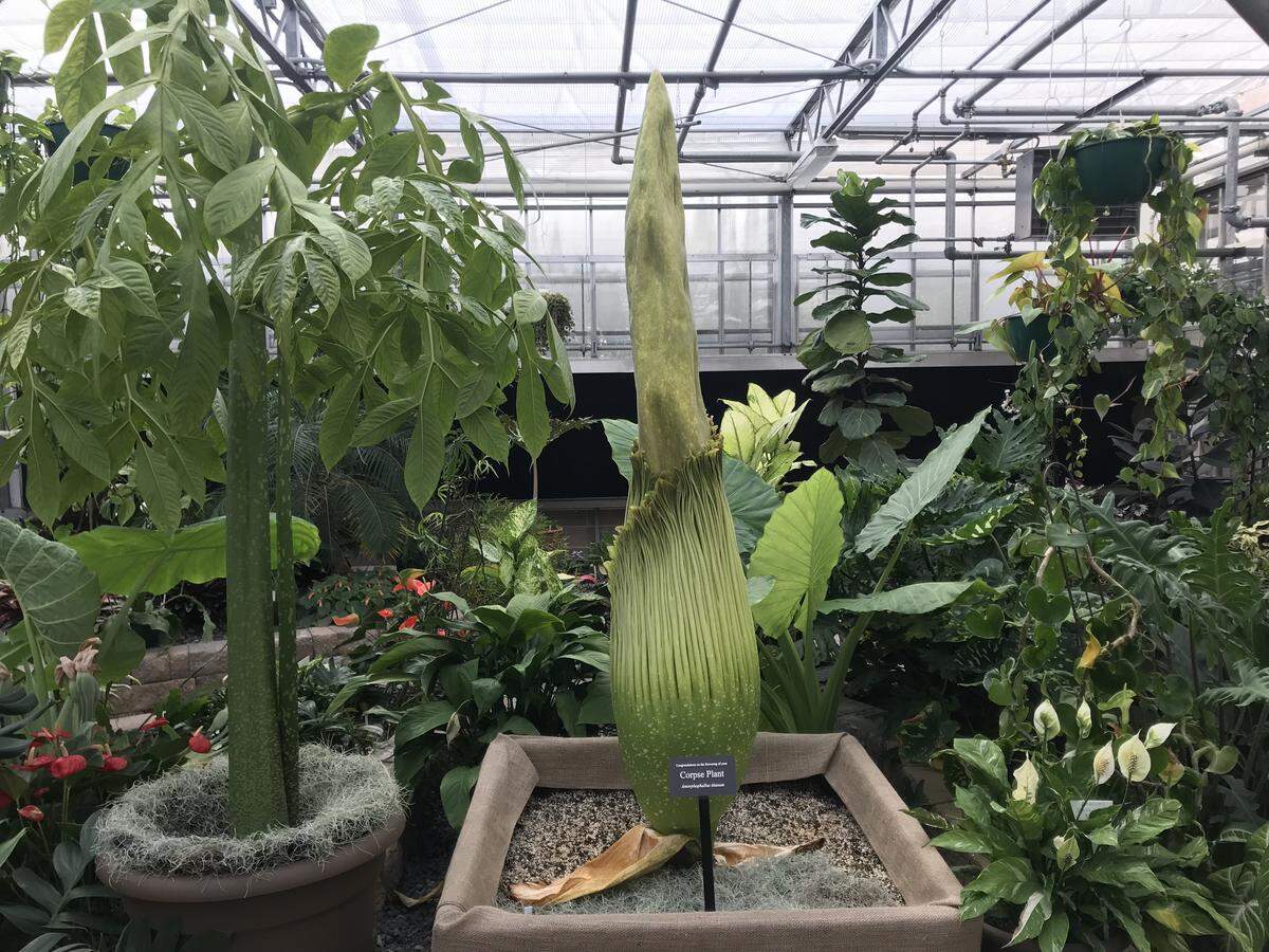 The titan arum named Lupin at N.C. State University. Lupin last flowered in 2016, and thousands of people flocked to see the enormous, smelly, rare blossom. The arum flower is predicted to open July 31.