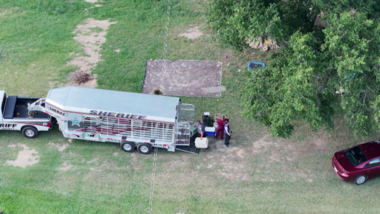 Woman faces charges after pigs, chickens, rabbit and dog abandoned in Chatham County
