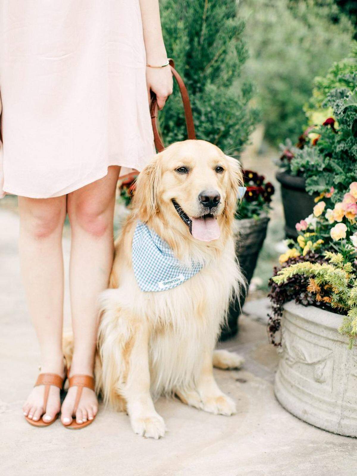 Holden the Golden has more than 46,500 followers on his Instagram account.