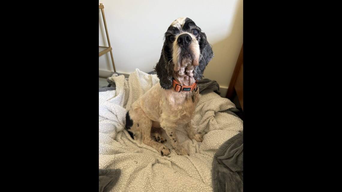 Mr. Pickles was ‘the worst neglect case’ NC rescue had seen. Look at him now