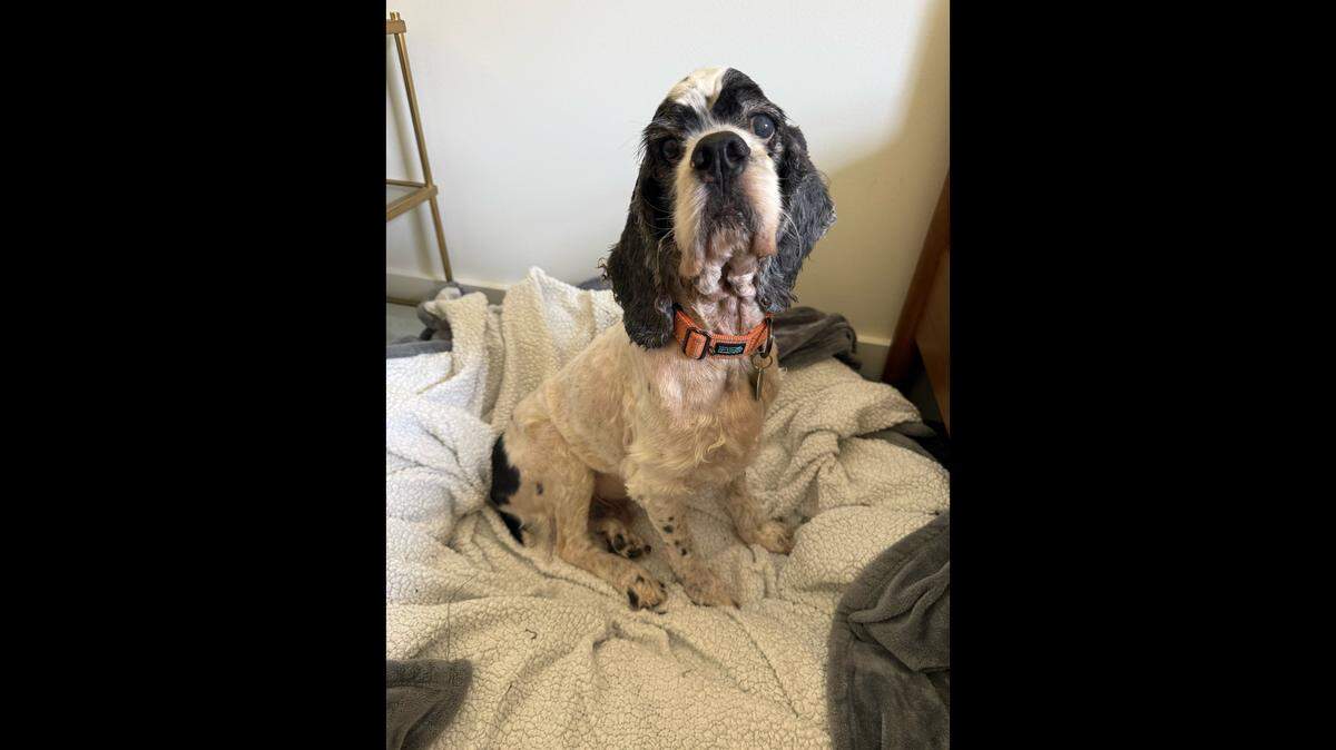 Mr. Pickles after his rescue.