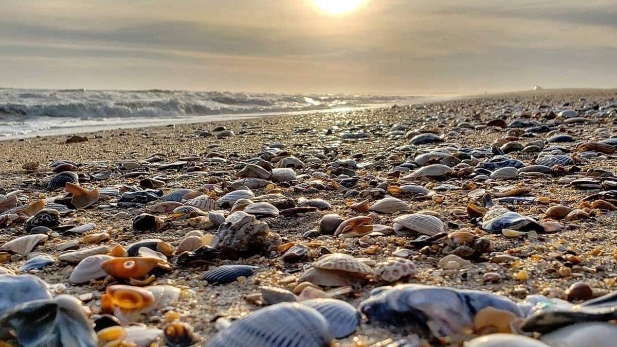 Shells on the beach at Cape Hatteras National Seashore last September. A series of storms in recent months have deposited millions of seashells along the N.C. coast.