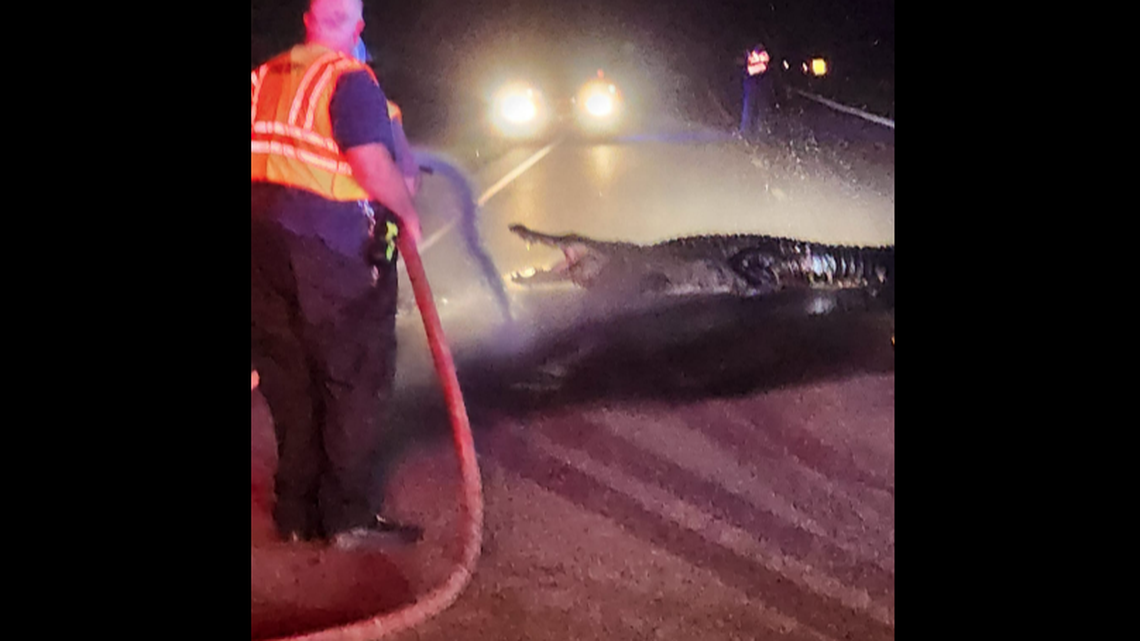 Firefighters tried spraying water on the 12-foot alligator until it left River Road and the trick worked, Boiling Spring Lakes Fire Rescue says.