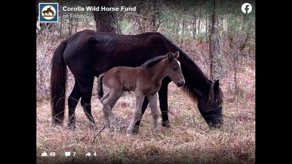 The herd of wild horses living on North Carolina’s Outer Banks welcomed the first foal of the season, the Corolla Wild Horse Fund said.