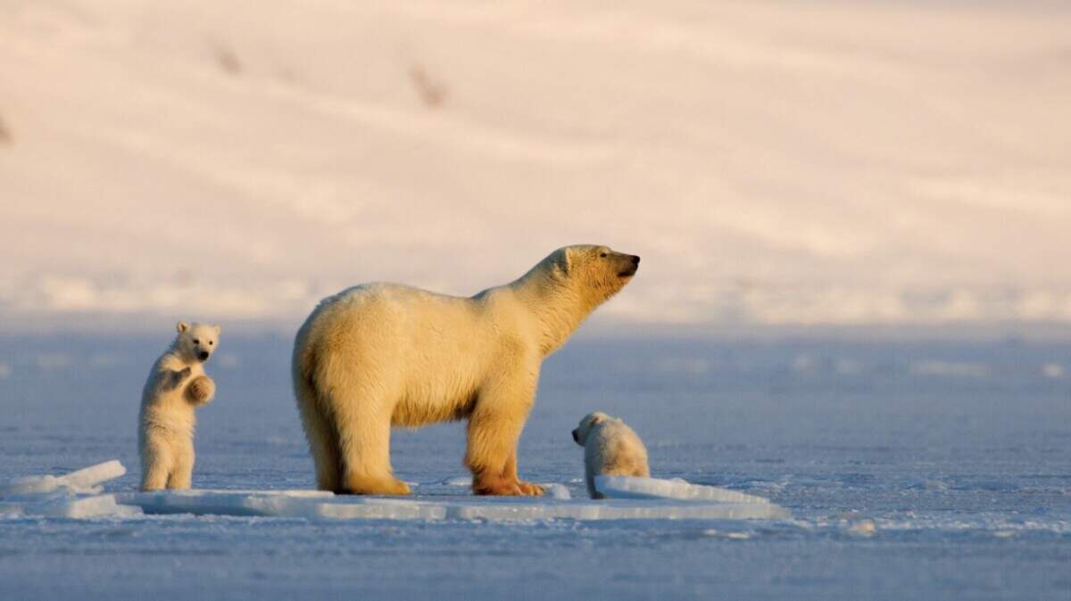 In “My Journey with a Polar Bear,” Norwegian filmmaker Asgeir Helgestad follows one single polar bear mother’s life over the course of four years, documenting her struggle to raise her cubs as their home melts away.