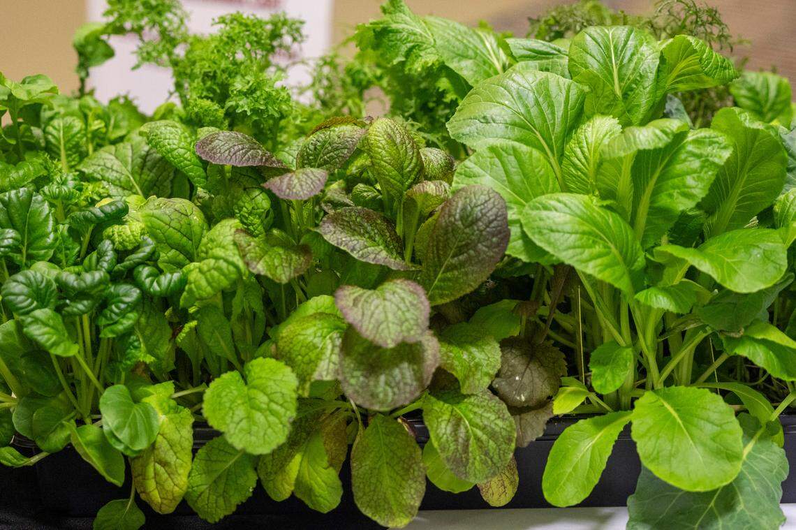 A display shows a variety of gene edited mustard plants at Research Triangle Park.