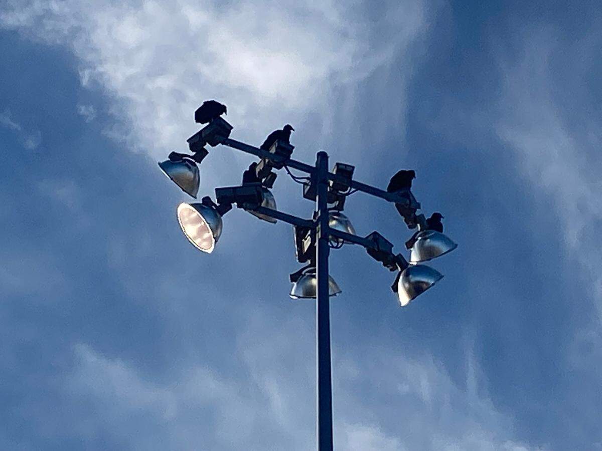 More than 20 black and turkey vultures perched at Bunn High School Wednesday despite the effigies hung to ward them off.