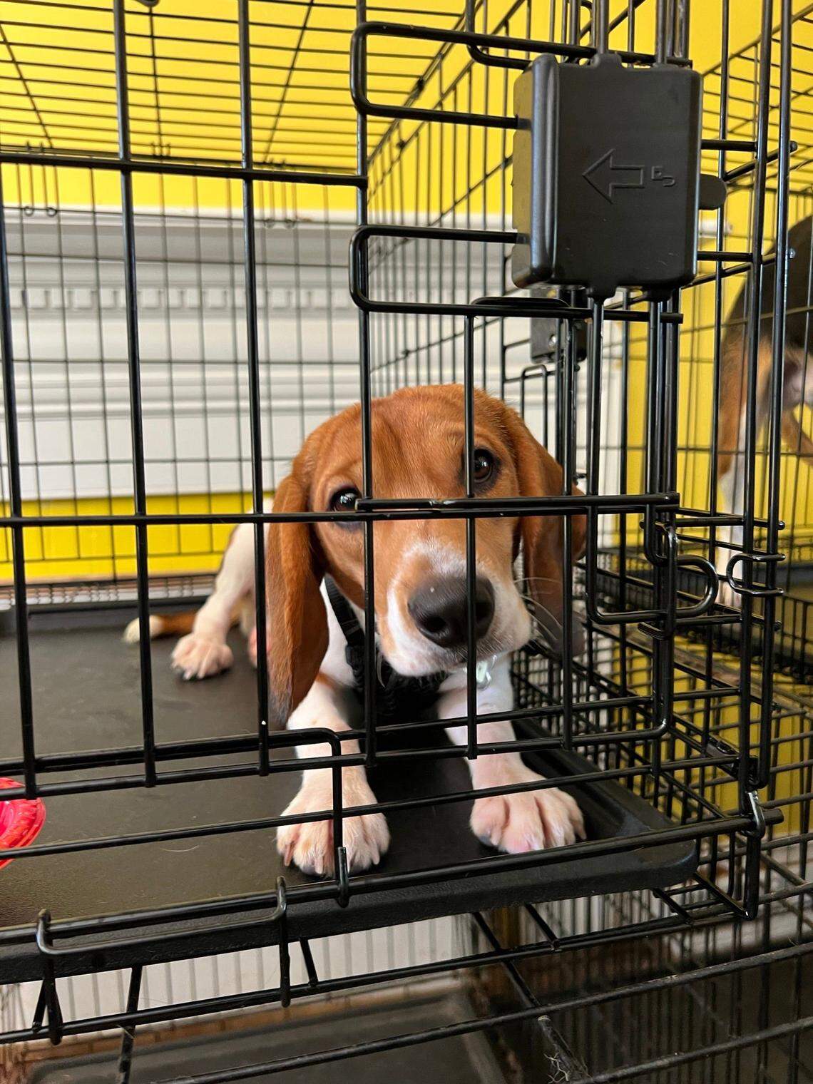 An additional 50 beagles were received by the Triangle Beagles Rescue of North Carolina on Aug. 8, 2022. Most of the dogs are puppies. The group is seeking donations to help cover the costs of medical care.