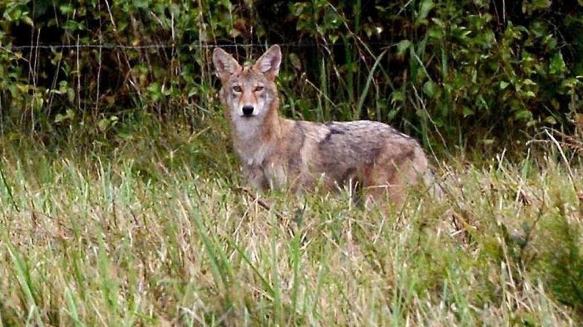 Here’s your chance to learn about coyotes at free workshops