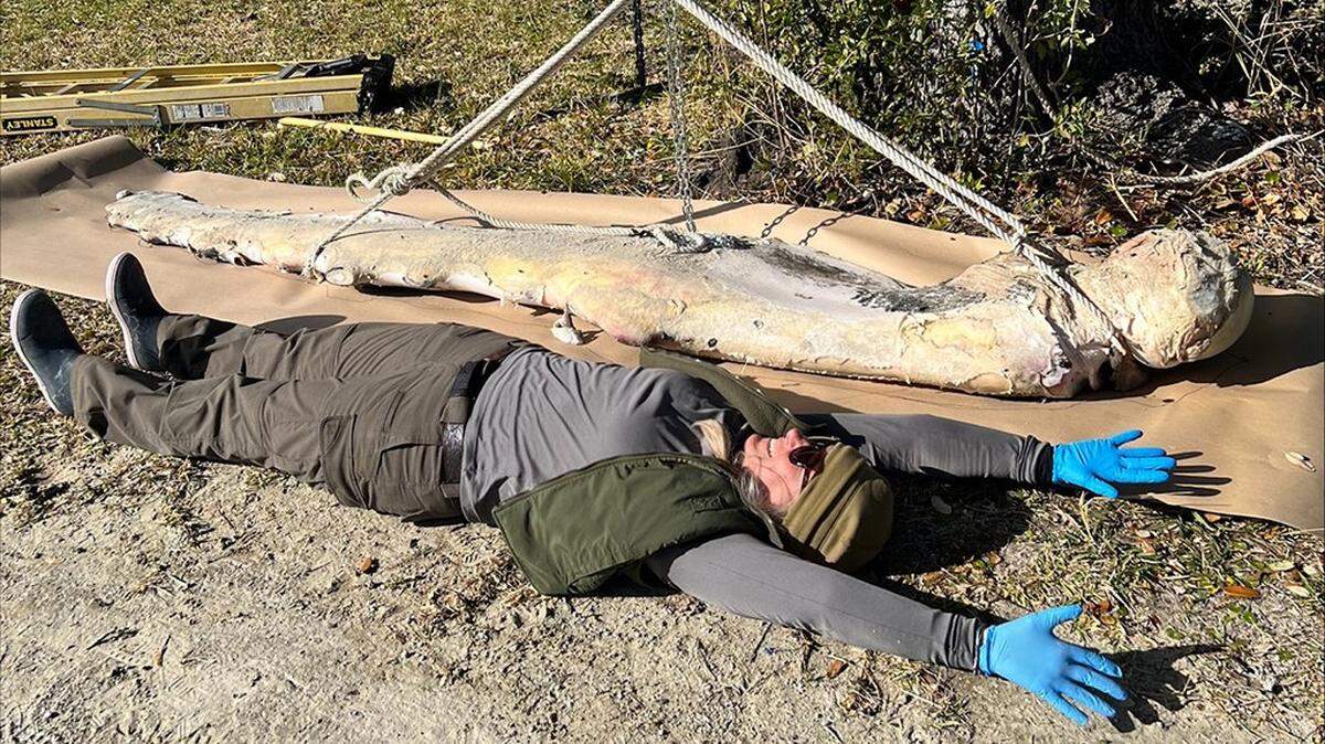The flipper taken from the dead humpback was 13 feet long and 311 pounds, the National Park Service reported.