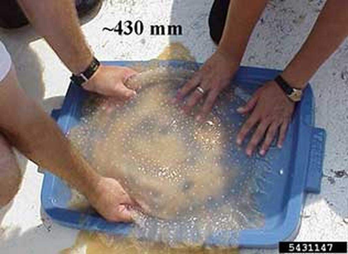 A species of jellyfish native to the other side of the world is being reported off beaches along the North Carolina coast.