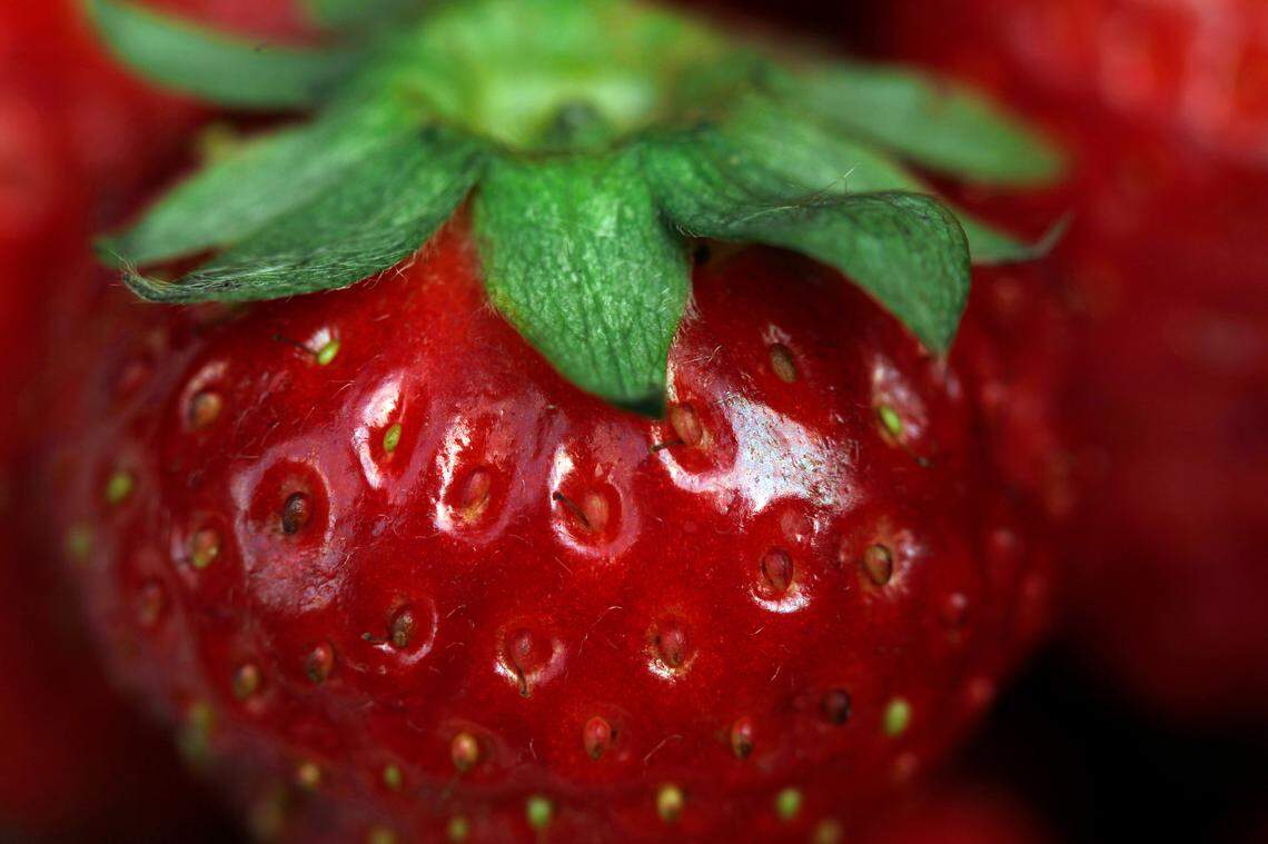 While picking strawberries, it’s a good idea to wear sunscreen and sensible shoes.