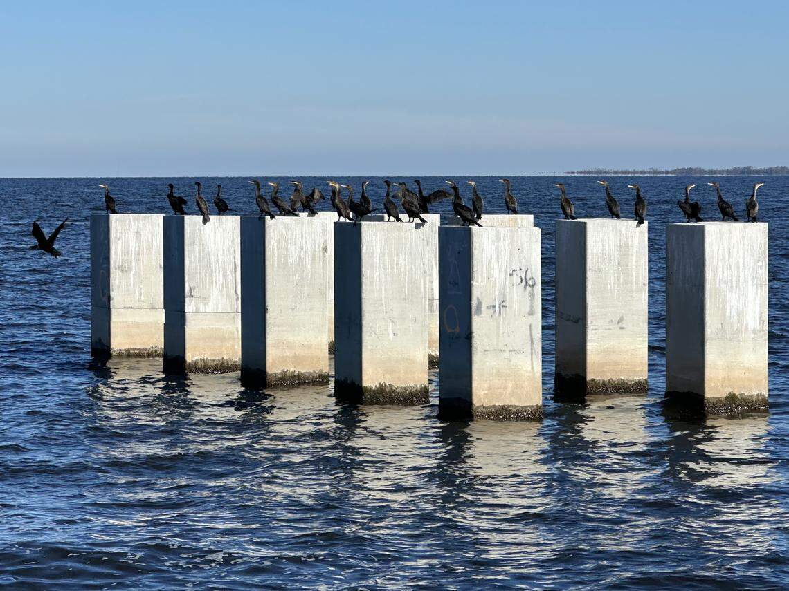 Birds enjoy the sun on a set of piles that will hold up the new U.S. 64 bridge over the Alligator River in Eastern North Carolina. All of the 710 concrete piles are expected to be in place by the end of January 2026.