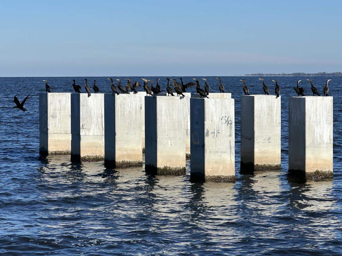 Birds enjoy the sun on a set of piles that will hold up the new U.S. 64 bridge over the Alligator River in Eastern North Carolina. All of the 710 concrete piles are expected to be in place by the end of January 2026.