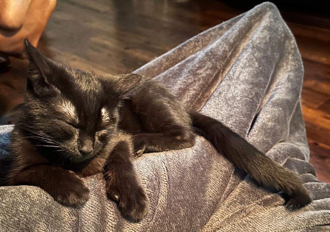 N.C. State guard Saniya Rivers’ cat, Masego, sleeps on a blanket on July 26, 2024. Fiver N.C. State women’s basketball players own a pet that lives with them in Raleigh.