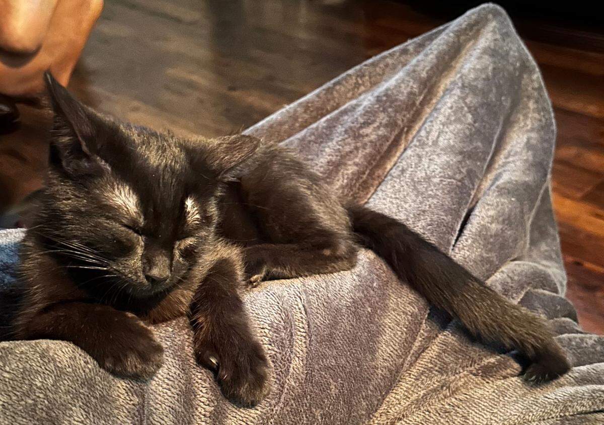N.C. State guard Saniya Rivers’ cat, Masego, sleeps on a blanket on July 26, 2024. Fiver N.C. State women’s basketball players own a pet that lives with them in Raleigh.