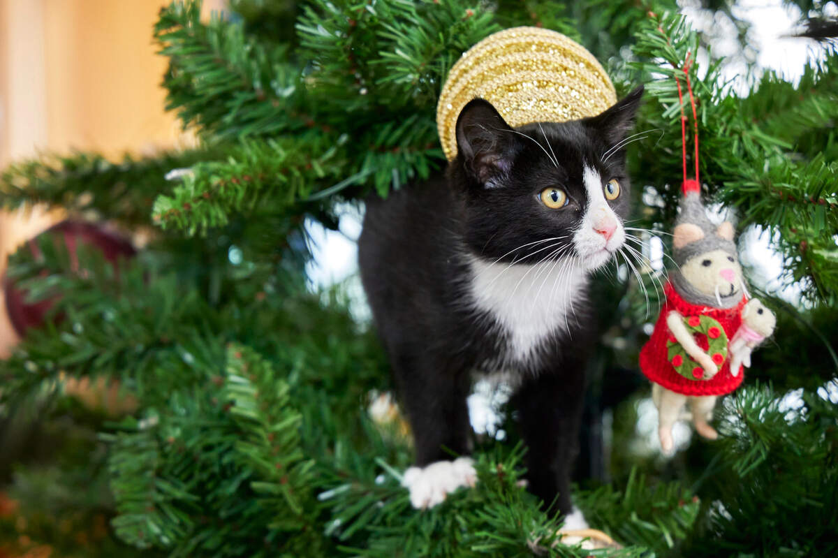 Cat lovers Zachary and Marilee are thrown back together at Christmas when they’re tasked with finding homes for a litter of adorable kittens in the Hallmark movie “Nine Kittens of Christmas.”