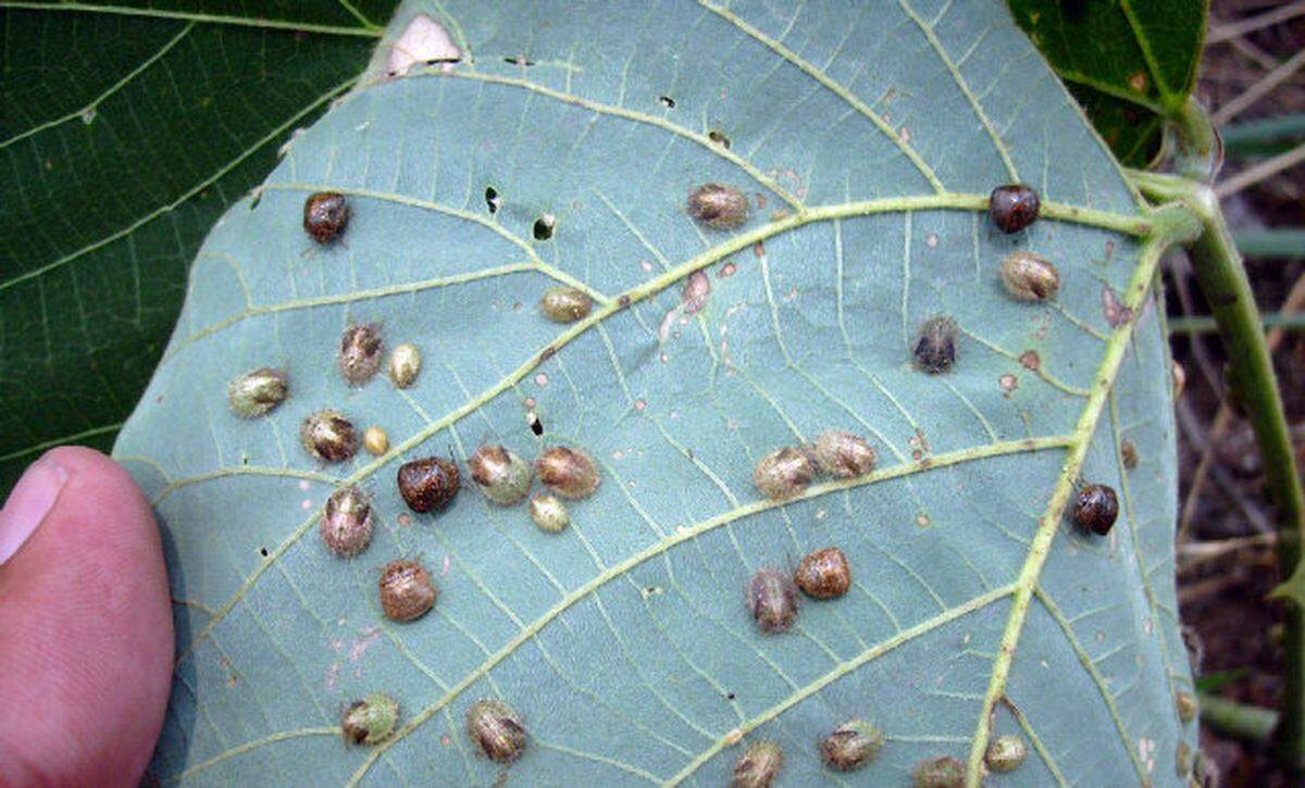 In addition to feeding on kudzu vines, the bugs congregate on houses, which they mistake for trees.