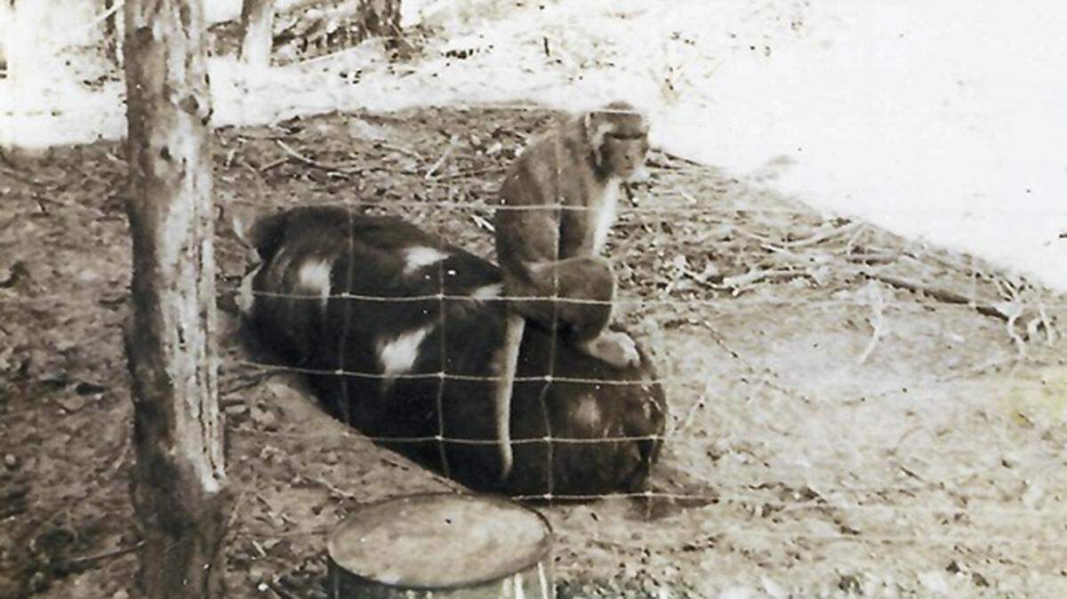 Joe the Monkey riding a pig near his treehouse home at Morris Barbeque in Hookerton, NC, circa 1960.