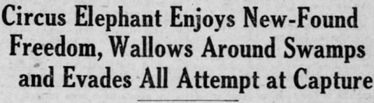 A front-page headline from the St. Louis Star and Times from 1922 describes the escape and capture of Topsy the circus elephant in Wilmington.