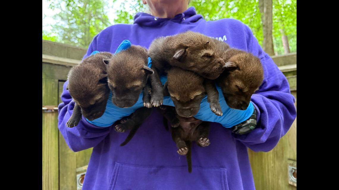 Five new pups at Durham museum are a lifeline for world’s rarest wolf in the wild