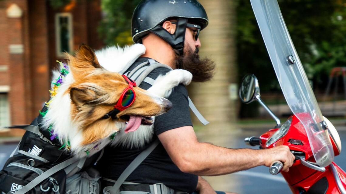 ‘She saved my life.’ Miss Betty White, Durham’s Vespa-riding pup, turns heads everywhere